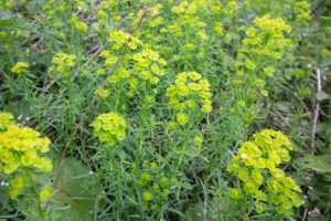 Cipreswolfsmelk (Euphorbia cyparissias), Redichemse Waard