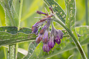 Smeerwortel (Symphytum officinale), Kleine Willemswaard