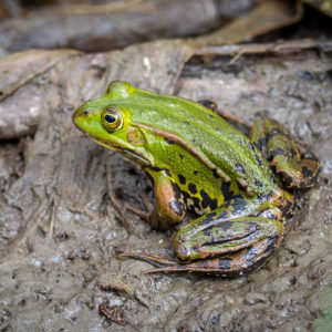 Groene Kikker (Pelophylax Esculentus Complex), Lingebos