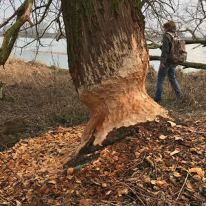 Bever Luuk