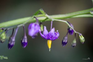 Bitterzoet (Solanum dulcamara), Avelingen Gorinchem