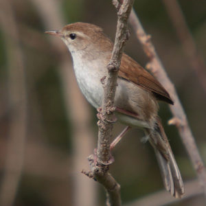 Cettis Zanger