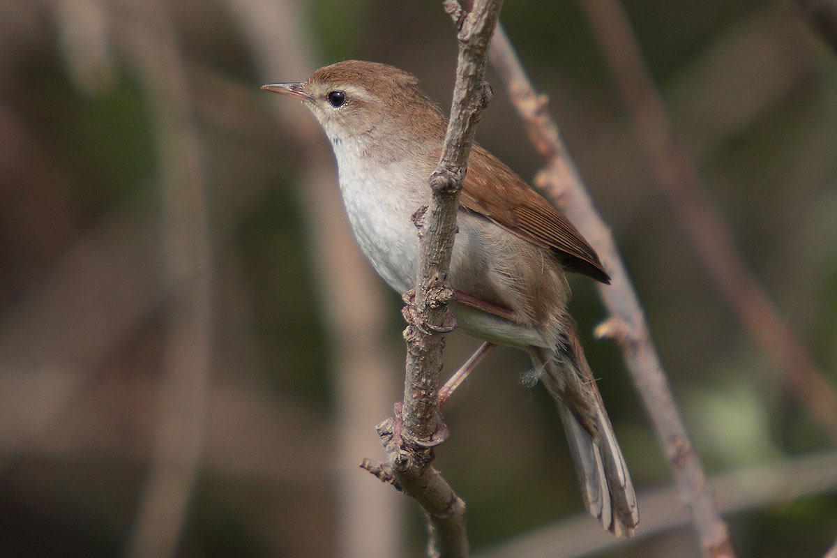 Excursie Vroege Vogels, Deel 1