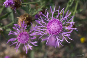 Knoopkruid (Centaurea jacea)