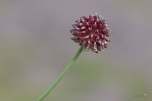 Kraailook (Allium vineale)
