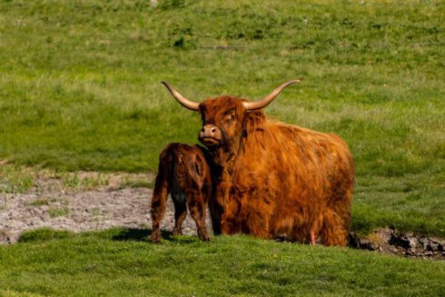 Komst Grote Grazers In Willemswaard Uitgesteld Tot September