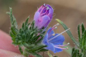Slangenkruid (Echium vulgare)