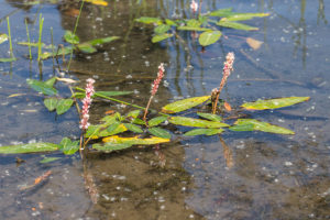 Veenwortel (Persicaria amphibia)