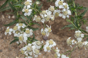 Wilde Bertram (Achillea ptarmica)
