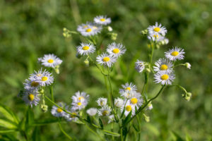 Zomerfijnstraal (Erigeron annuus)