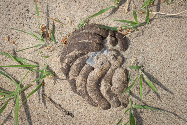 drol poep uitwerpselen