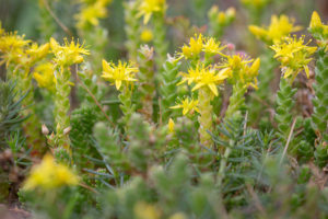 Muurpeper (Sedum acre), Hedelse Bovenwaard