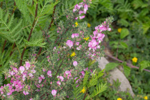 Kattendoorn (Ononis repens), Wetland Passewaaij