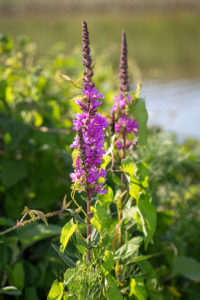 Grote kattenstaart (Lythrum salicaria), Wetland Passewaaij