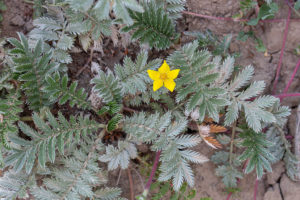 Zilverschoon (Argentina anserina), Wetland Passewaaij