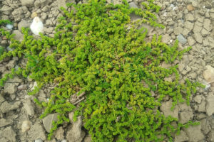 Kaal breukkruid (Herniaria glabra)