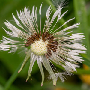 Paardenbloem