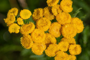 Boerenwormkruid (Tanacetum vulgare), Bemmelse Waard