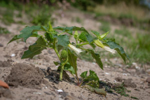 Doornappel (Datura stramonium), Bemmelse Waard