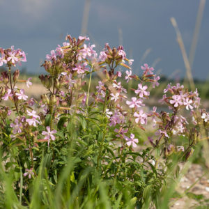 Zeepkruid