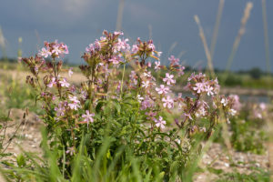 Zeepkruid (Saponaria officinalis), Bemmelse Waard