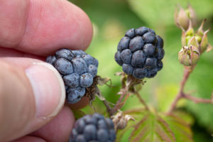 Dauwbraam (Rubus caesius), Bemmelse Waard