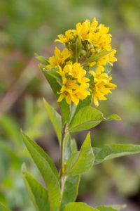 Grote wederik (Lysimachia vulgaris L.), Bemmelse Waard