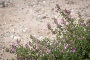 Kruipend stalkruid (Ononis repens subsp. repens), Bemmelse Waard