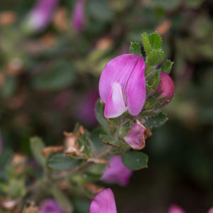 Kruipend Stalkruid