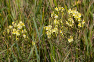 Vlasbekje (Linaria vulgaris), Kleine Willemswaard