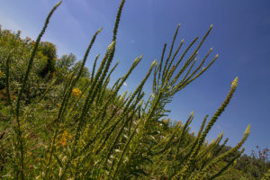 Wouw (Reseda luteola), Wetland Passewaaij
