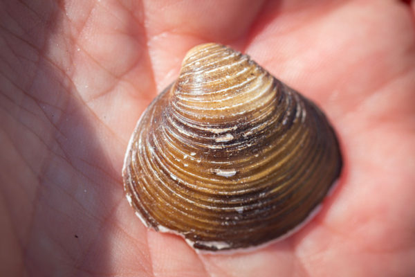 schelpen Aziatische korfmossel