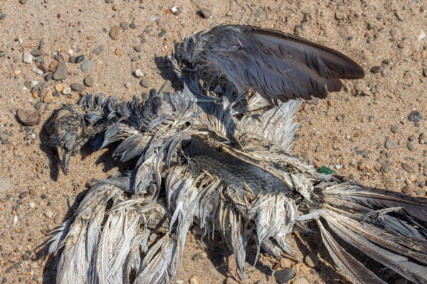 dood duif struinvondst postduif