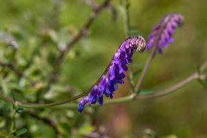 Vogelwikke (Vicia cracca)