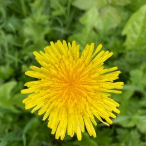 Paardenbloem