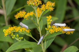Het wemelde van de stippelmotten!