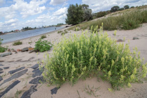 Wilde Reseda (Reseda lutea), Millingerwaard