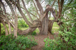 Grillig gevormde wilg.