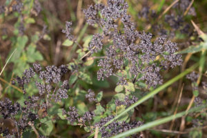 Wilde Marjolein. Planten