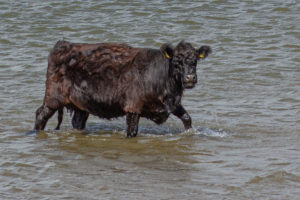 Galloway runderen Millingerwaard