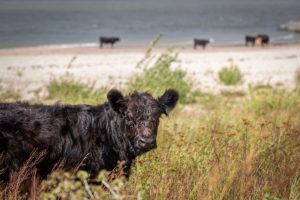 Galloway runderen Millingerwaard