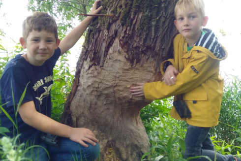 Op Zoek Naar De Beverboom