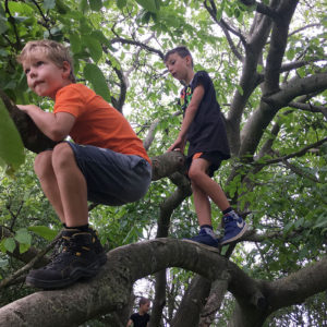 Lekker Klimmen In De Notenboom.