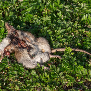Bruine Rat (Rattus Norvegicus), Wetland Passewaaij