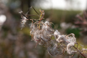 Wilgenroosje (Chamerion angustifolium), Beesdse Veld