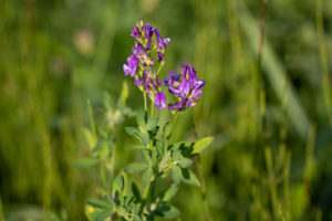Luzerne (Medicago sativa), Beesdse veld