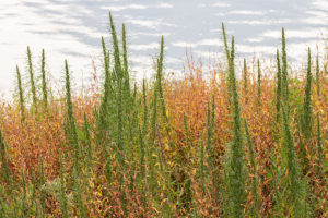 Rechte Alsem (Artemisia biennis), Gamerensche Waarden