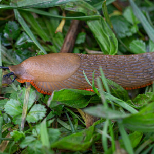 IMG 4536
