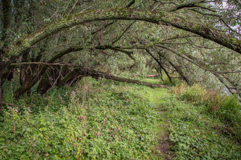 Herfst In De Breemwaard