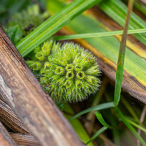 IMG 4558